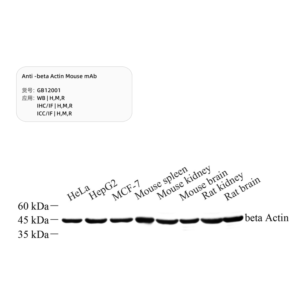 Servicebio Anti -beta Actin Mouse mAb