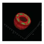 Merck TrueGel3D Hydrogel Kits