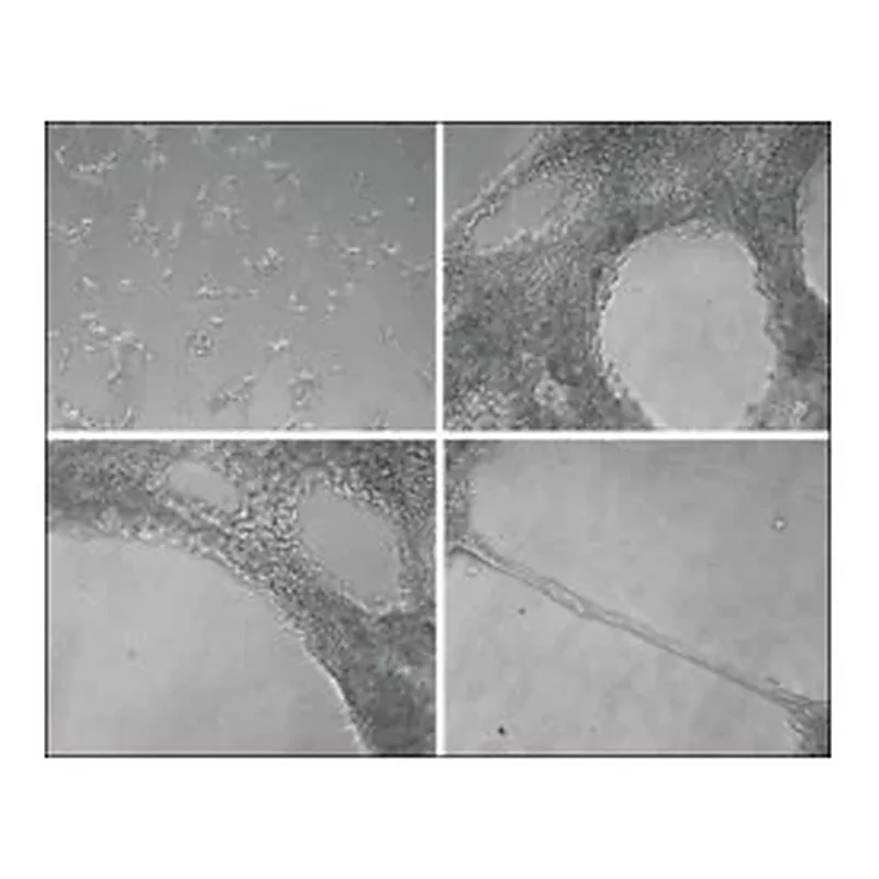 Merck ECM Gel from Engelbreth-Holm-Swarm murine sarcoma