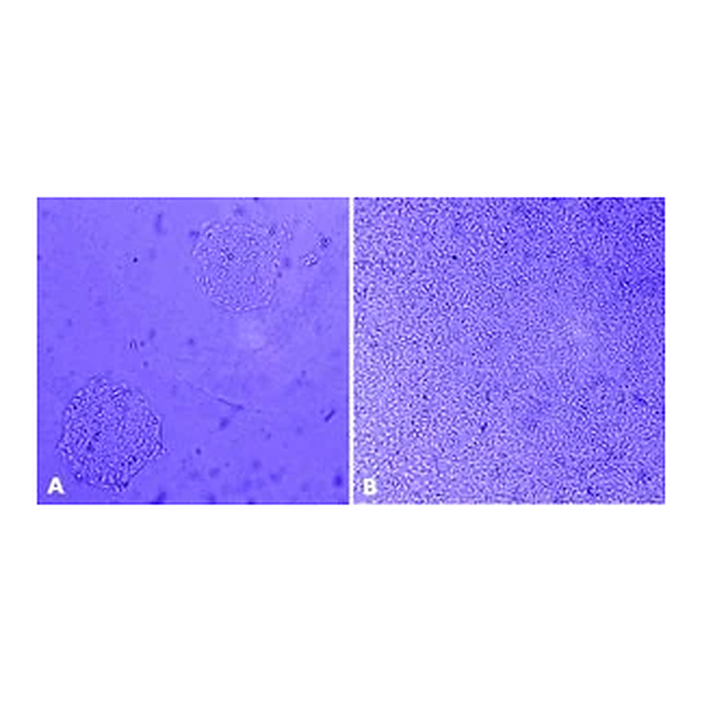 Merck MaxGel ECM