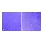 Merck MaxGel ECM