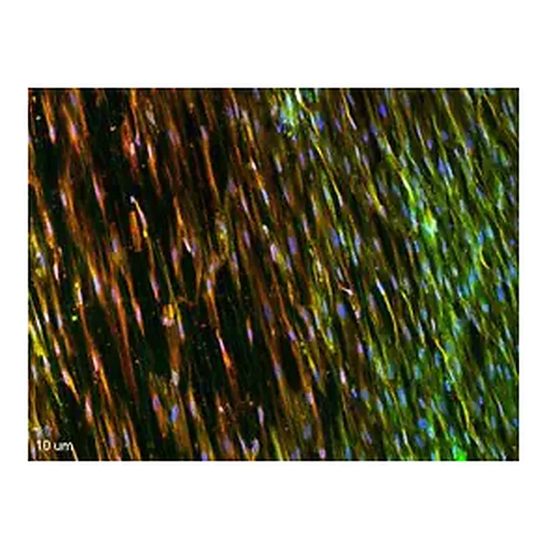 Merck Nanofiber multiwell plate inserts, with aligned nanofibers
