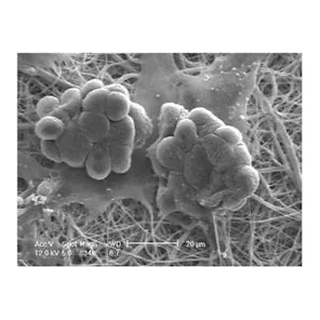 Merck Nanofiber multiwell plate inserts, with random oriented nanofibers
