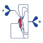 Merck SynVivo idealized design SynTumor 3D cancer model chip