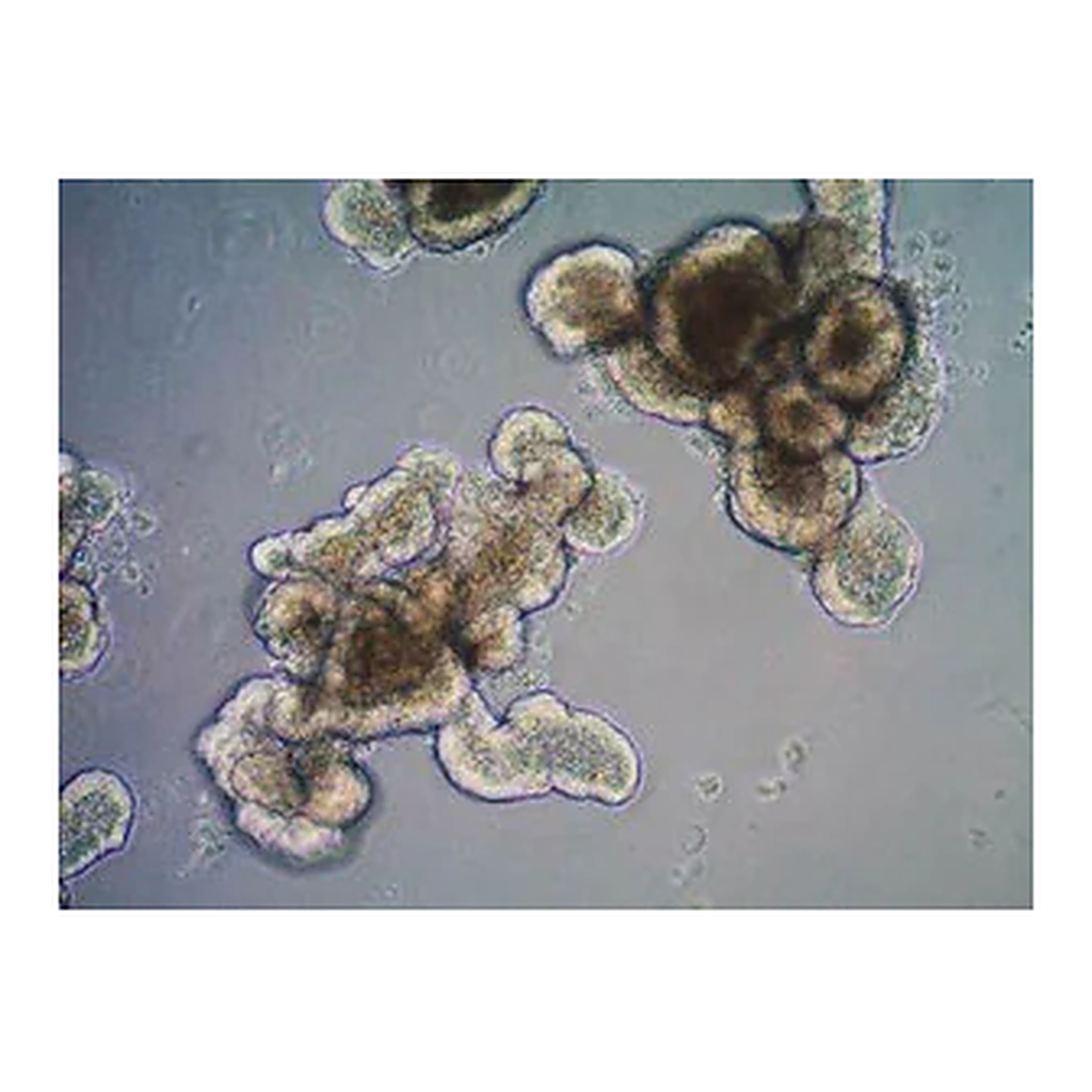 Merck 3dGRO Organoid Dissociation Reagent