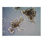 Merck 3dGRO Organoid Dissociation Reagent