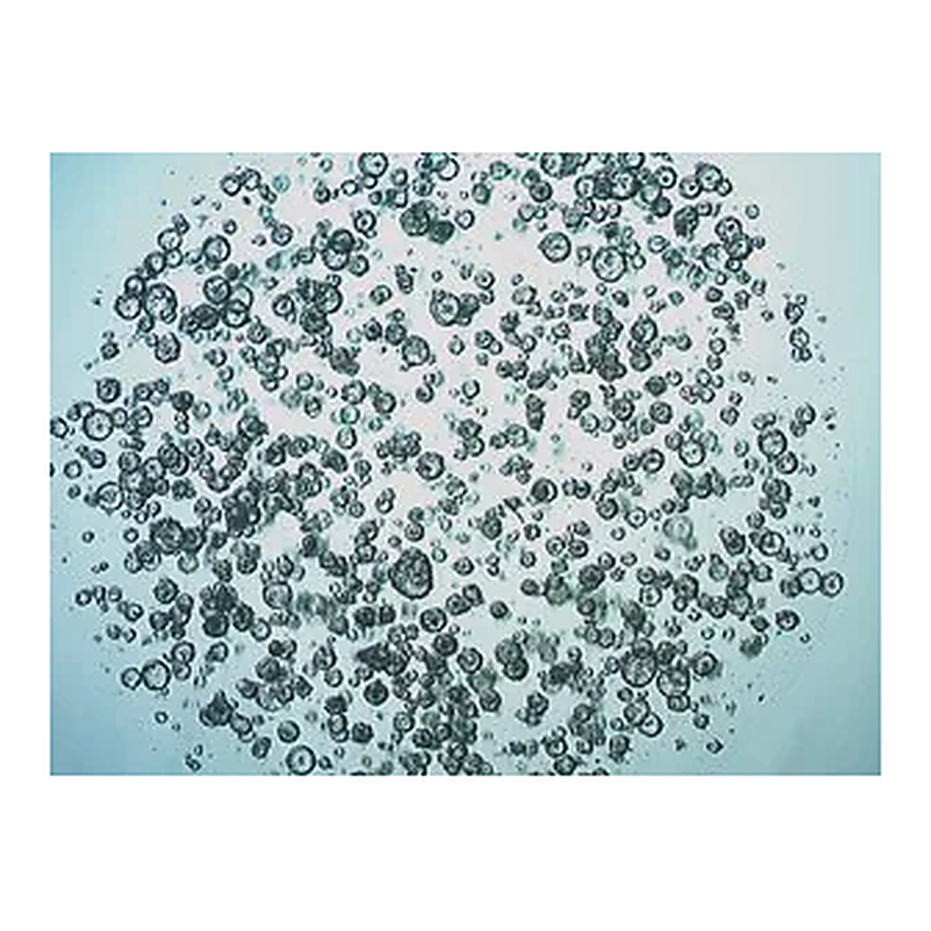 Merck 3dGRO Colon Intestinal Organoids, Age 46 (14-881-CR)
