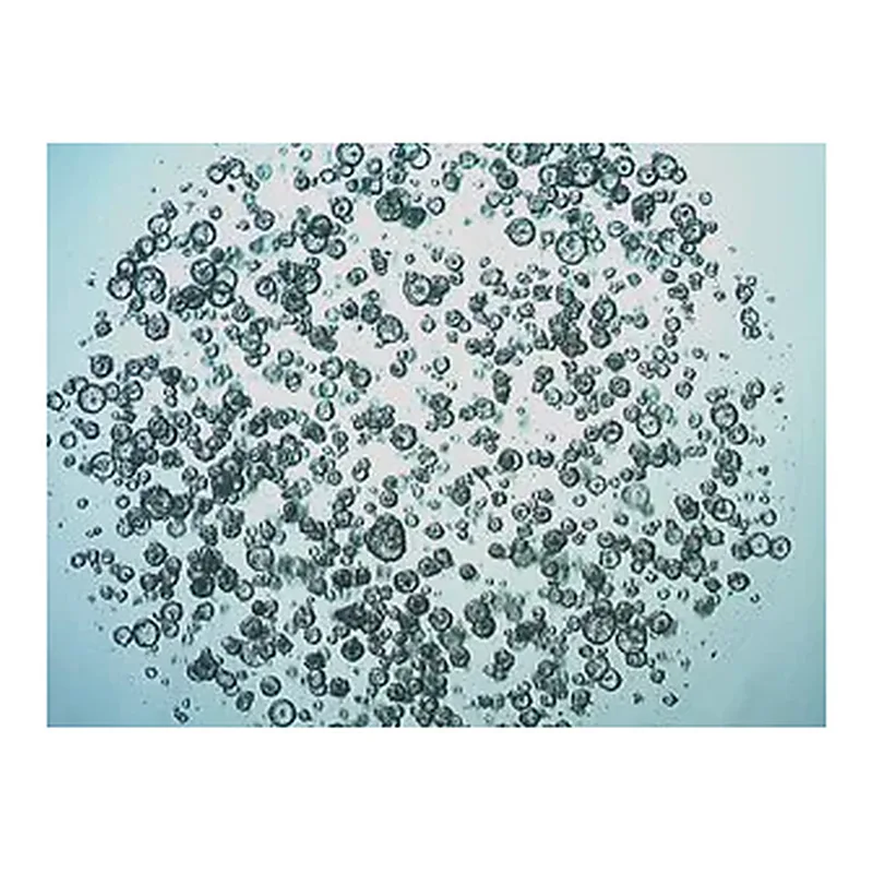 Merck 3dGRO Colon Intestinal Organoids, Age 46 (14-881-CR)
