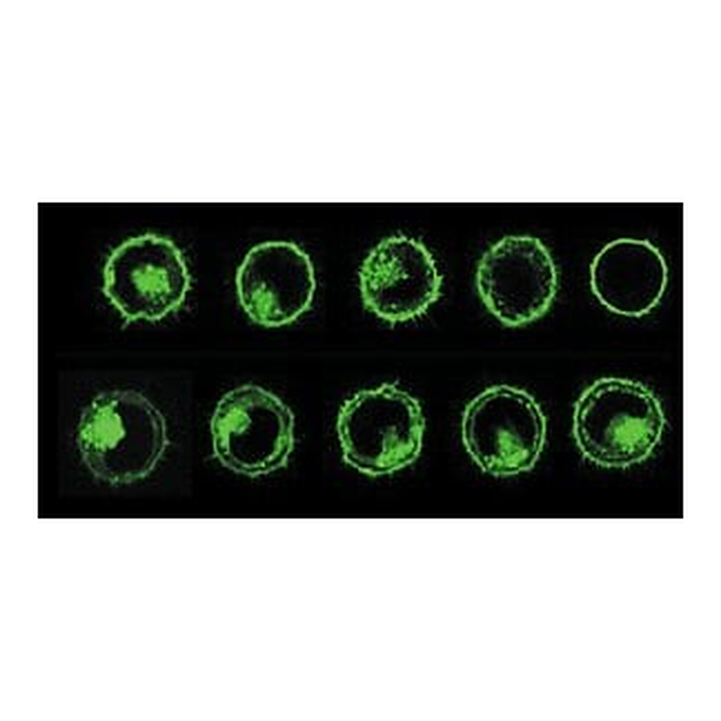Merck PKH67 Green Fluorescent Cell Linker Kit for General Cell Membrane Labeling