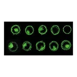 Merck PKH67 Green Fluorescent Cell Linker Kit for General Cell Membrane Labeling