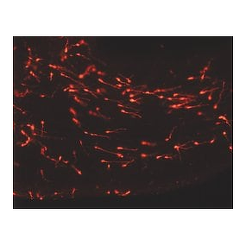 Merck PKH26 Red Fluorescent Cell Linker Kit for General Cell Membrane Labeling