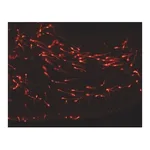 Merck PKH26 Red Fluorescent Cell Linker Kit for General Cell Membrane Labeling