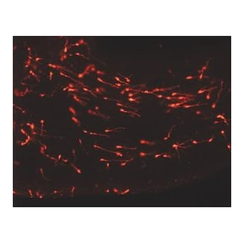 Merck PKH26 Red Fluorescent Cell Linker Kit for General Cell Membrane Labeling