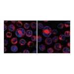Merck CellVue Claret Far Red Fluorescent Cell Linker Mini Kit for General Membrane Labeling