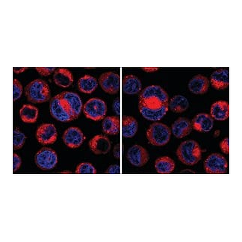 Merck CellVue Claret Far Red Fluorescent Cell Linker Midi Kit for General Membrane Labeling