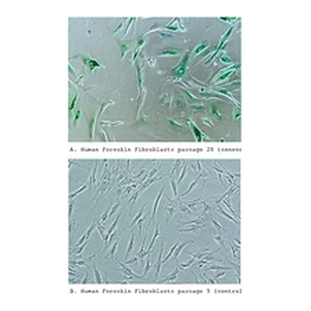 Merck Senescence Cells Histochemical Staining Kit