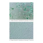 Merck Senescence Cells Histochemical Staining Kit