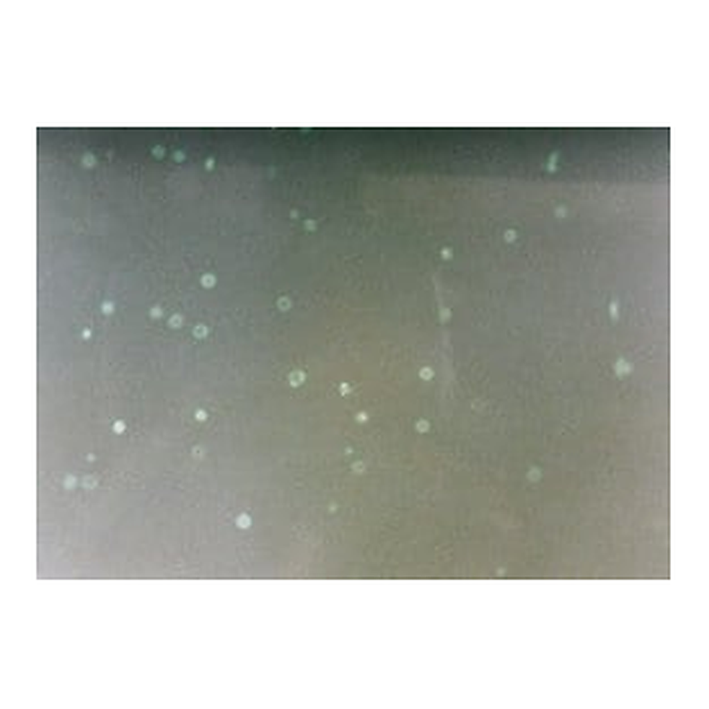 Merck Annexin V-FITC Apoptosis Detection Kit