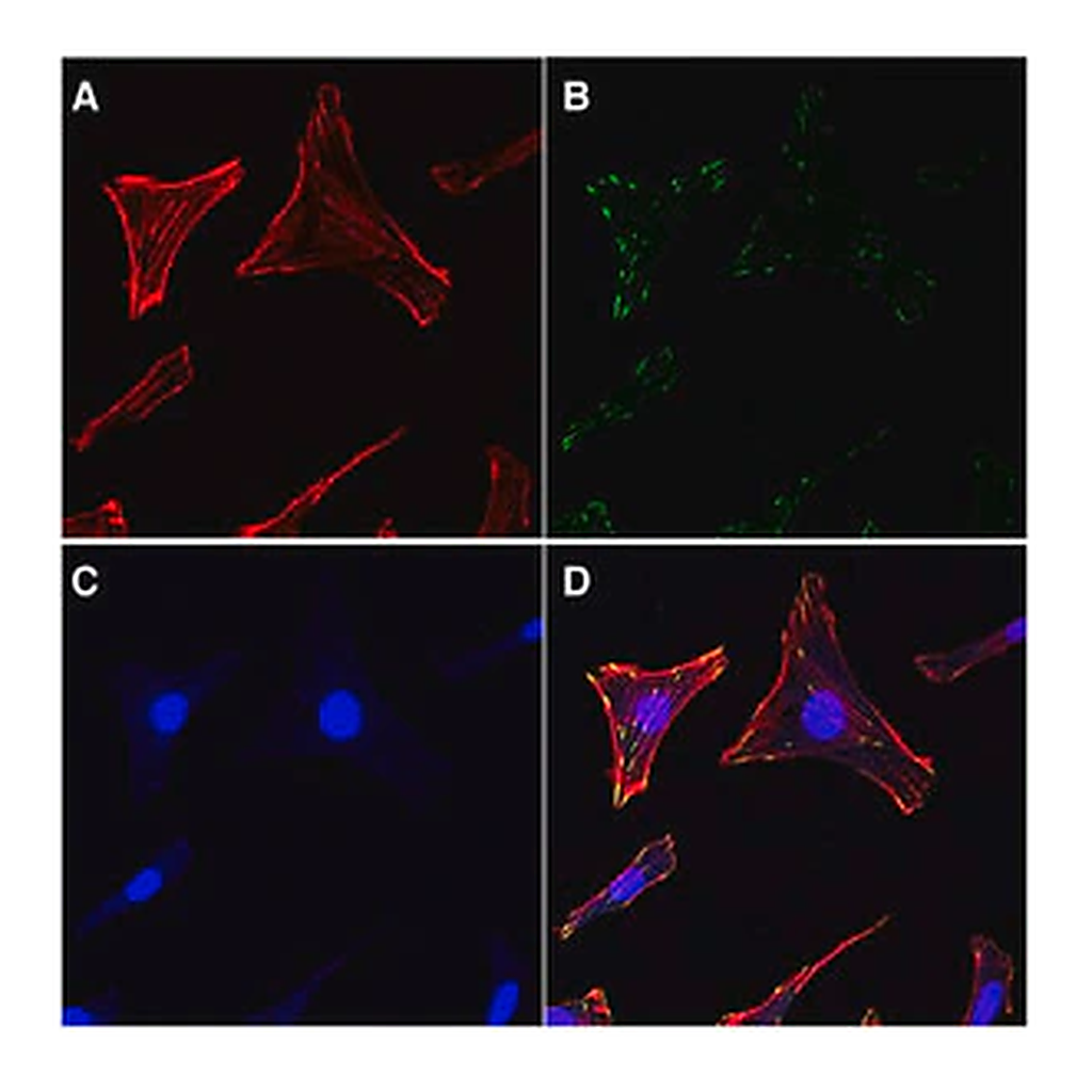 Merck Actin Cytoskeleton / Focal Adhesion Staining Kit