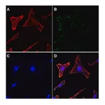 Merck Actin Cytoskeleton / Focal Adhesion Staining Kit