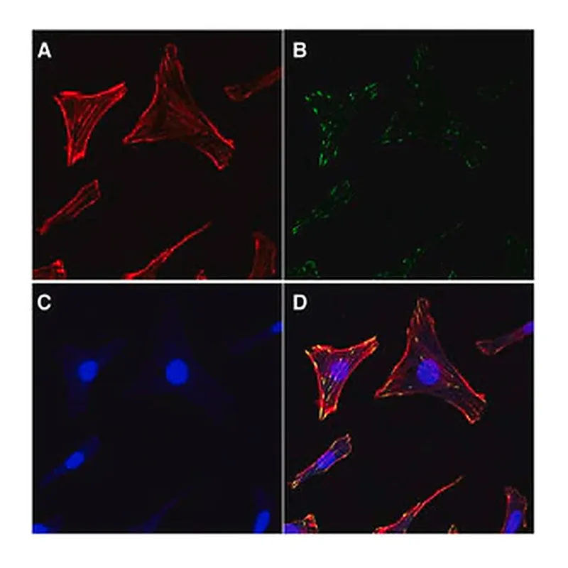 Merck Actin Cytoskeleton / Focal Adhesion Staining Kit