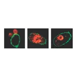 Merck LookOut Mycoplasma qPCR Detection Kit