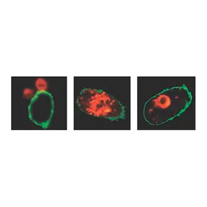 Merck LookOut Mycoplasma qPCR Detection Kit