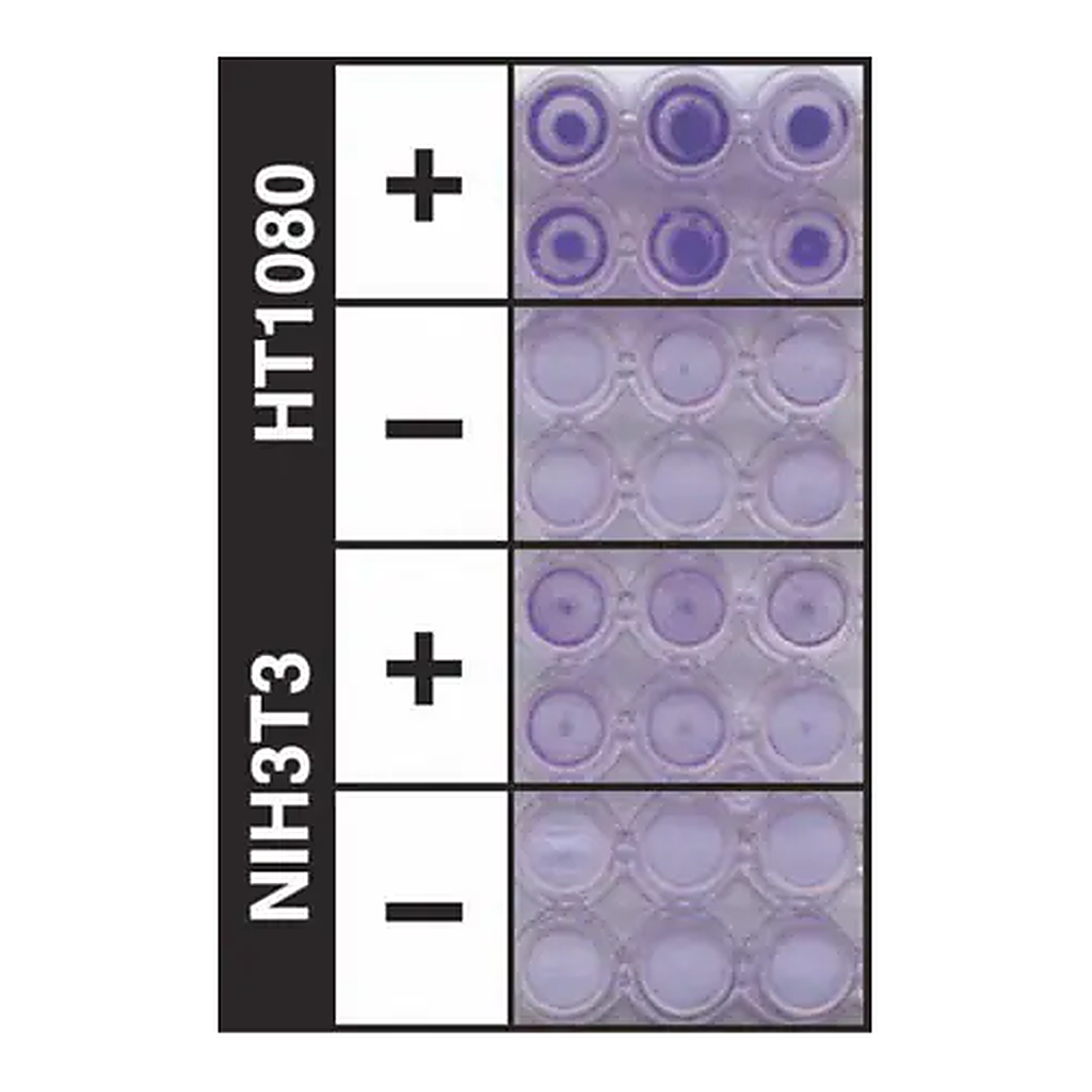Merck QCM ECMatrix Cell Invasion Assay, 24-well (8 µm), colorimetric