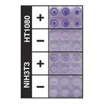 Merck QCM ECMatrix Cell Invasion Assay, 24-well (8 µm), colorimetric