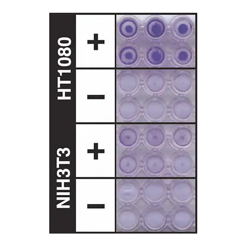 Merck QCM ECMatrix Cell Invasion Assay, 24-well (8 µm), colorimetric