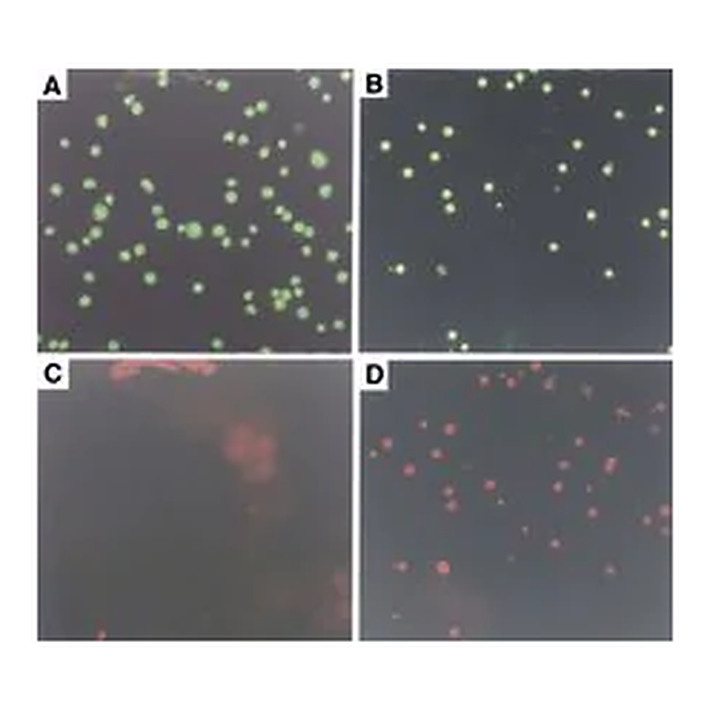 Merck Annexin V-Cy3 Apoptosis Detection Kit