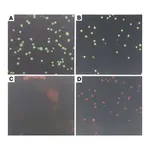 Merck Annexin V-Cy3 Apoptosis Detection Kit
