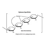 Merck Driselase Basidiomycetes sp.