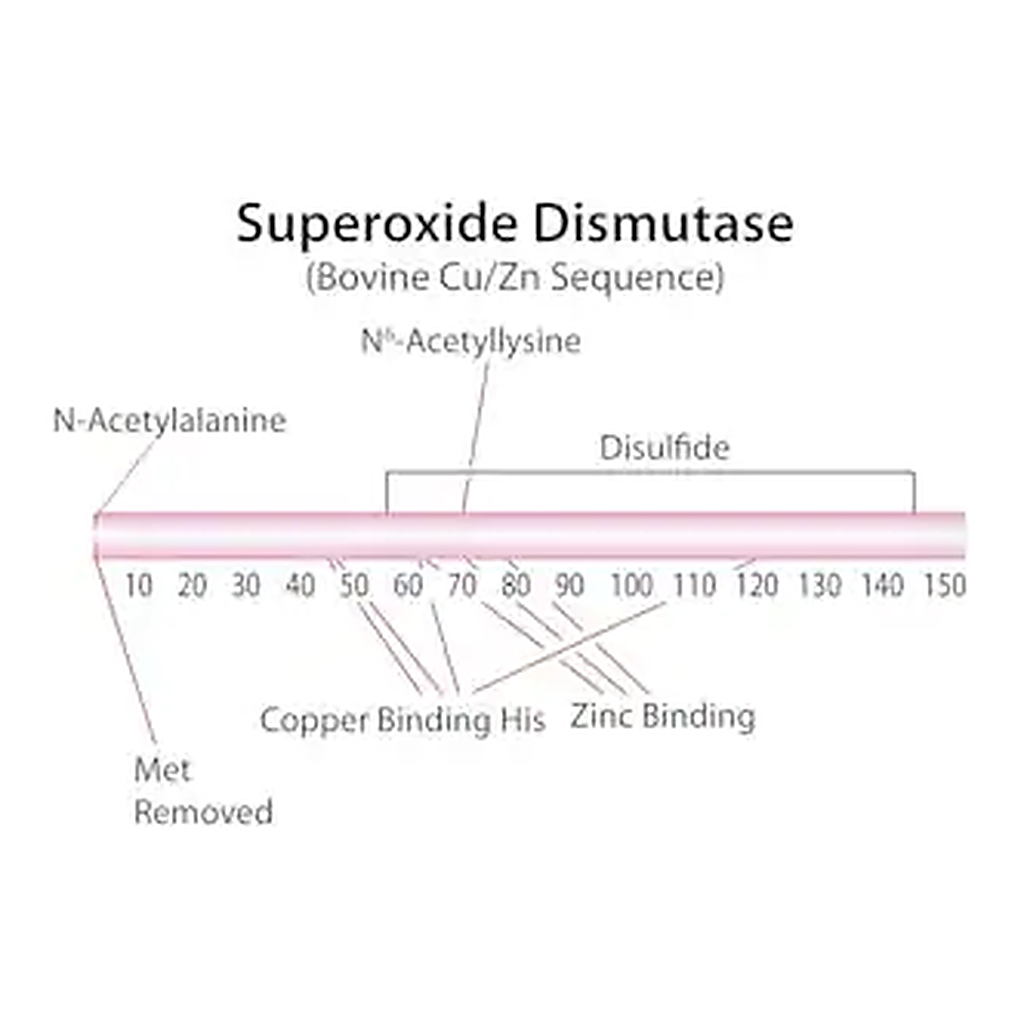 Merck Superoxide Dismutase from bovine erythrocytes