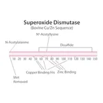 Merck Superoxide Dismutase from bovine erythrocytes