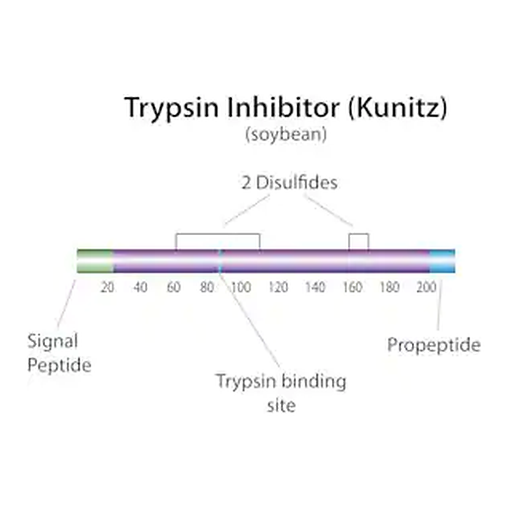 Merck Trypsin inhibitor from Glycine max (soybean)