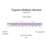 Merck Trypsin inhibitor from Glycine max (soybean)