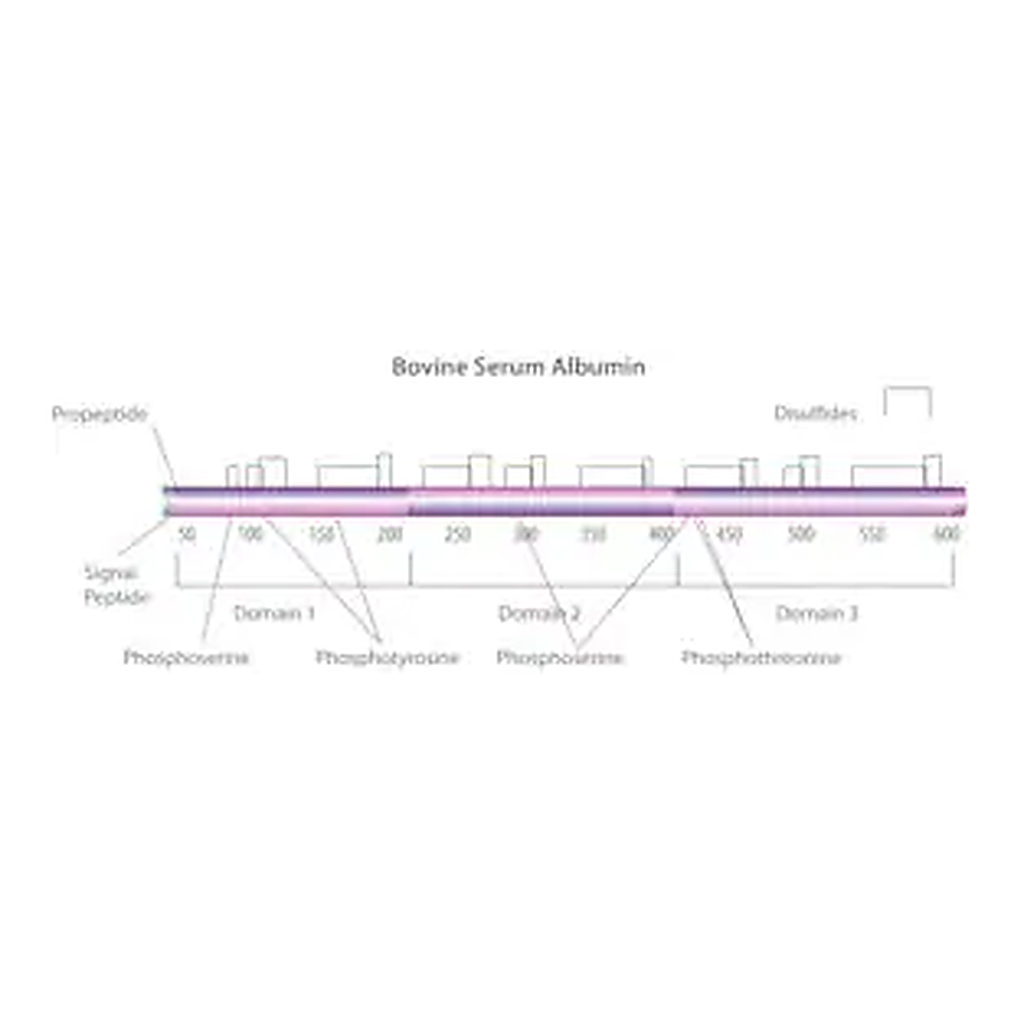Merck Bovine Serum Albumin solution