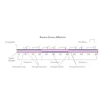 Merck Bovine Serum Albumin solution