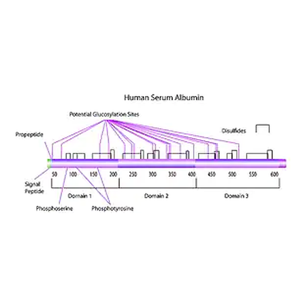 Merck Albumin from human serum