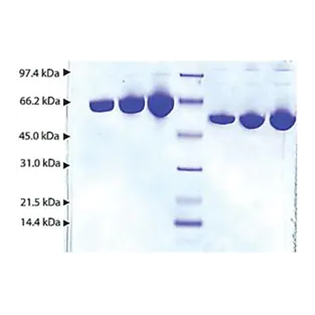 Merck Albumin from human plasma