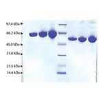 Merck Albumin from human plasma