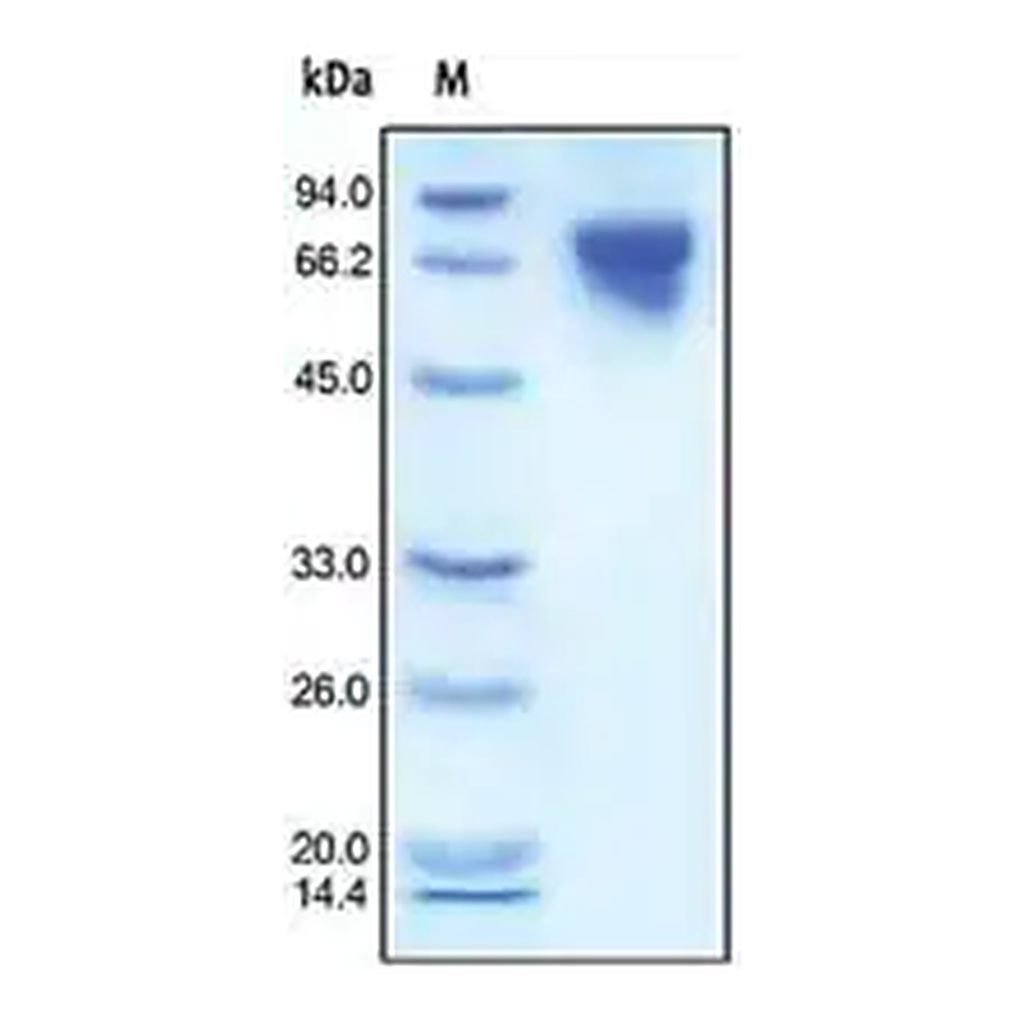 Merck Transferrin human