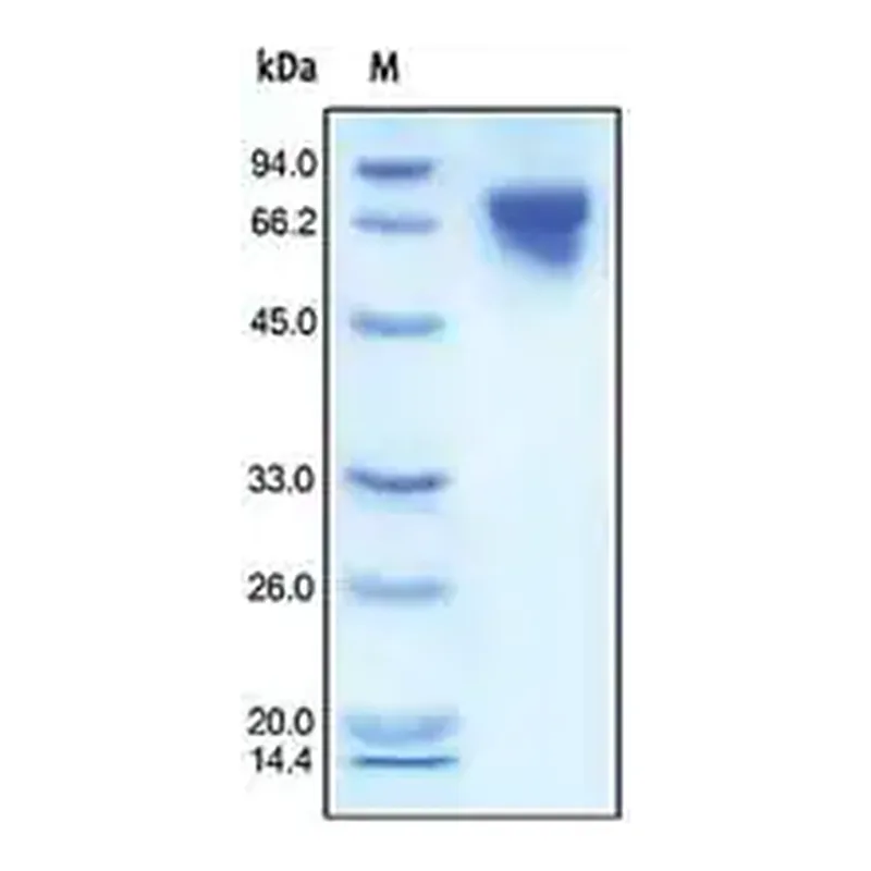 Merck Transferrin human