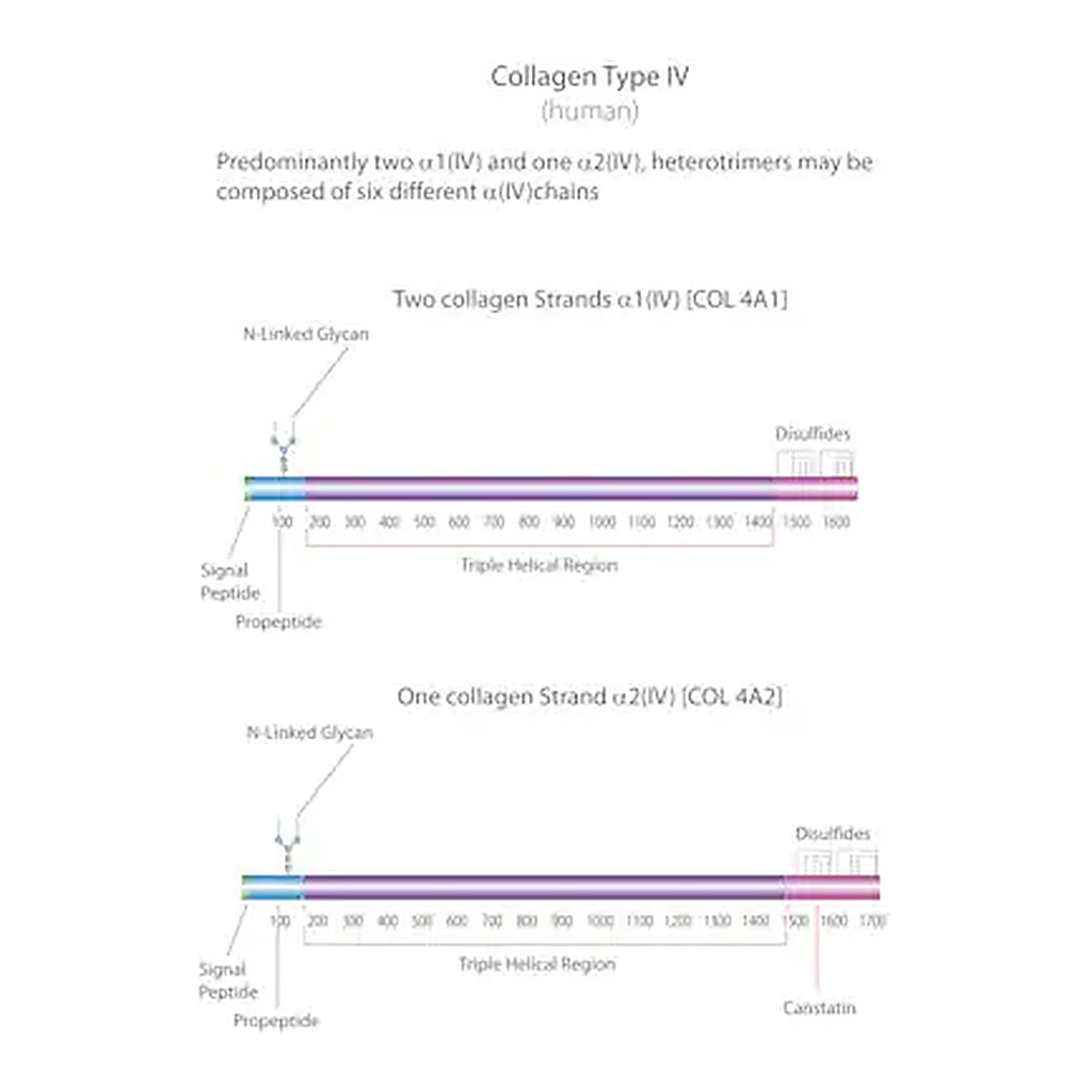 Merck Collagen from human placenta