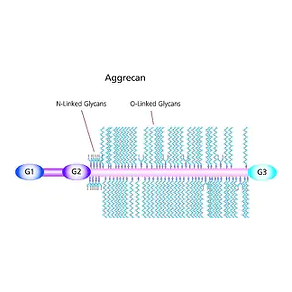 Merck Aggrecan from bovine articular cartilage