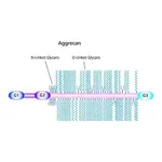 Merck Aggrecan from bovine articular cartilage