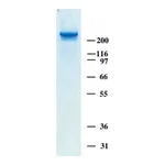 Merck Human Tenascin-C Purified Protein