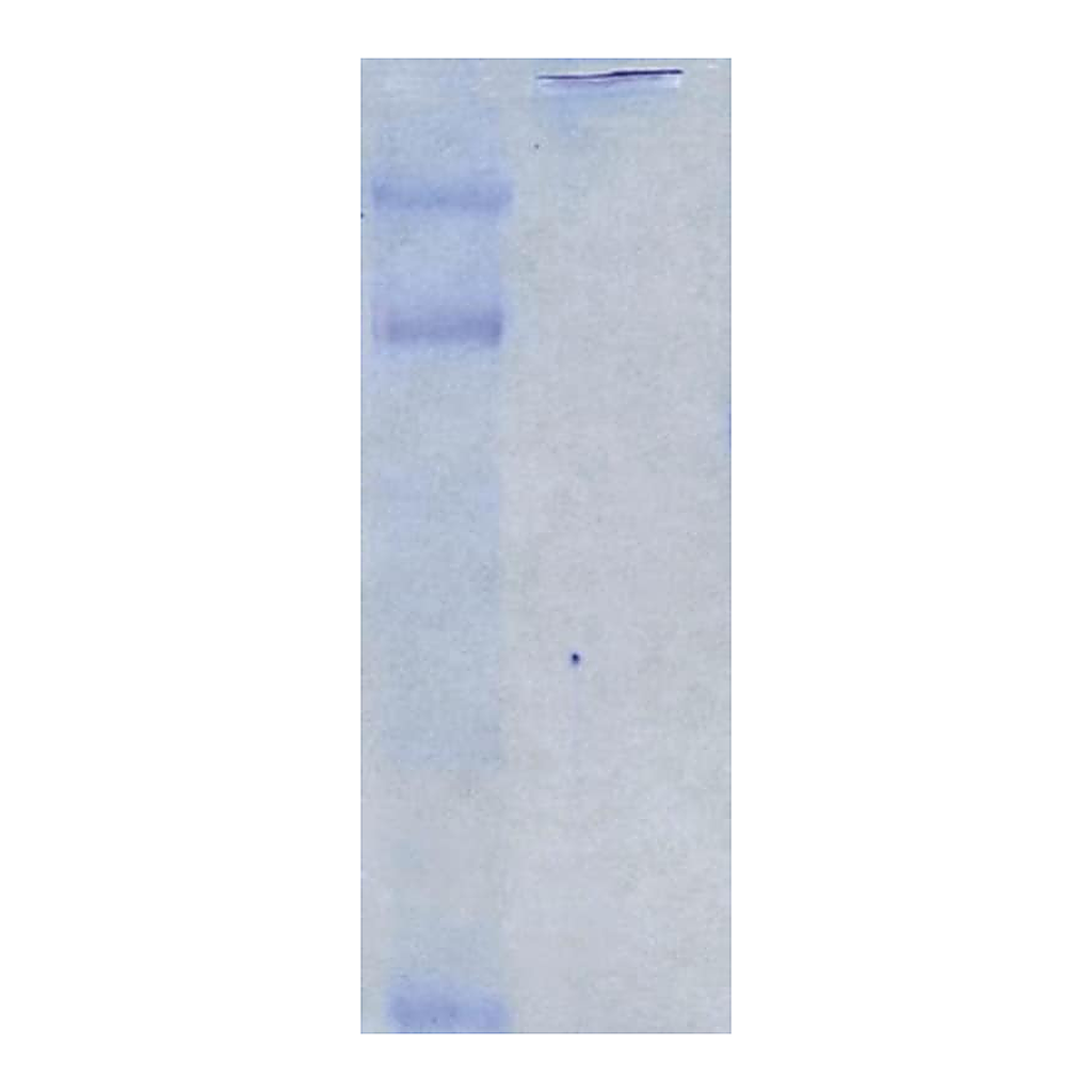 Merck Chicken Extracellular Chondroitin Sulfate Proteoglycans