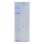 Merck Chicken Extracellular Chondroitin Sulfate Proteoglycans
